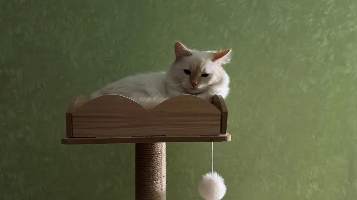 Ванилька на своём кошачьем дереве