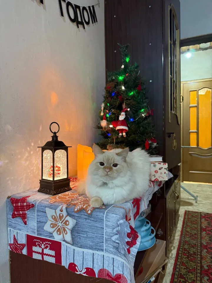 Новогодняя Ванилька