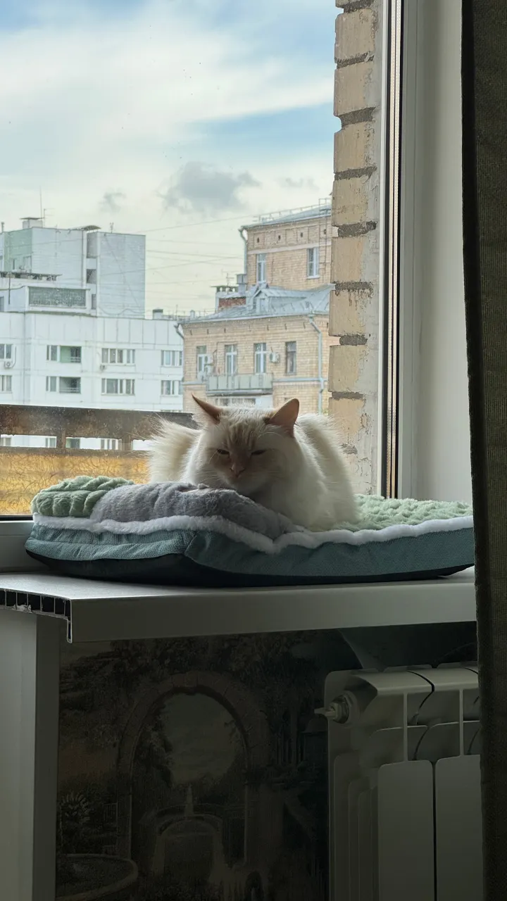 Ванилька наблюдает за городом